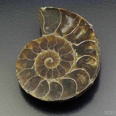 Ископаемый Головоногий моллюск Аммонит 63.00 карат арт. 15050