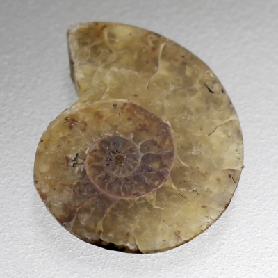 Камень Аммонит натуральный 7.65 карат арт. 18545